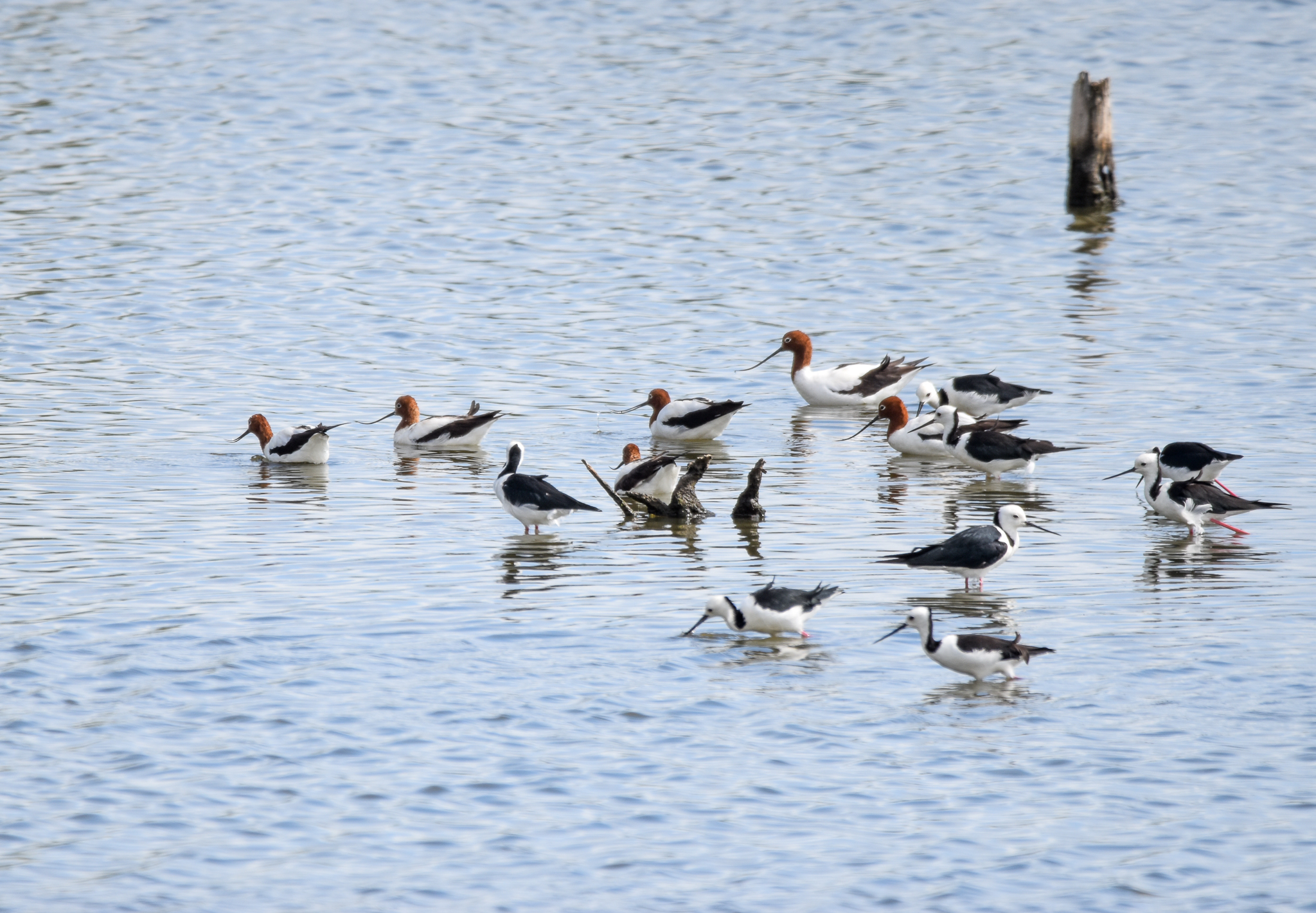 Red-necked Avocets and Pied Stilts