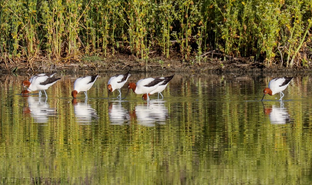 Red-necked Avocets