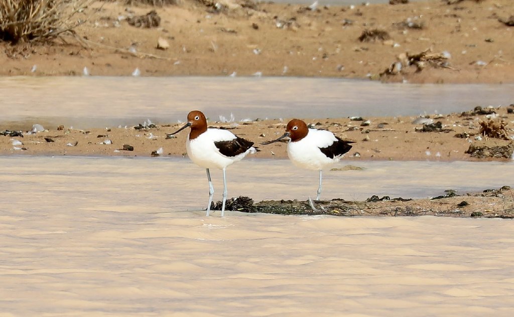 Red-necked Avocets