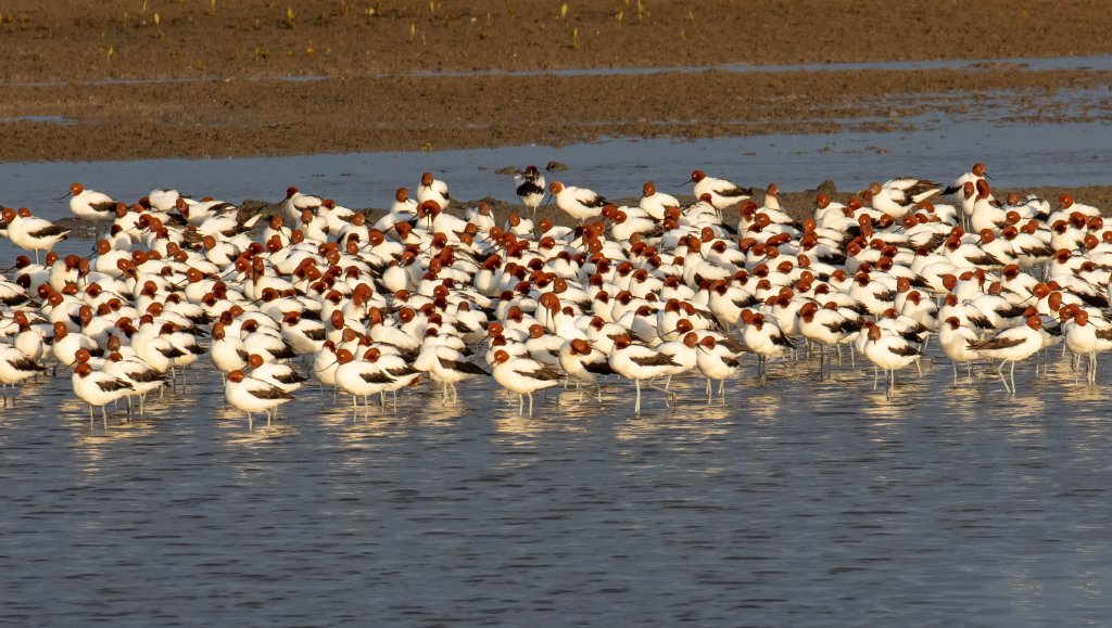 Red-necked Avocets