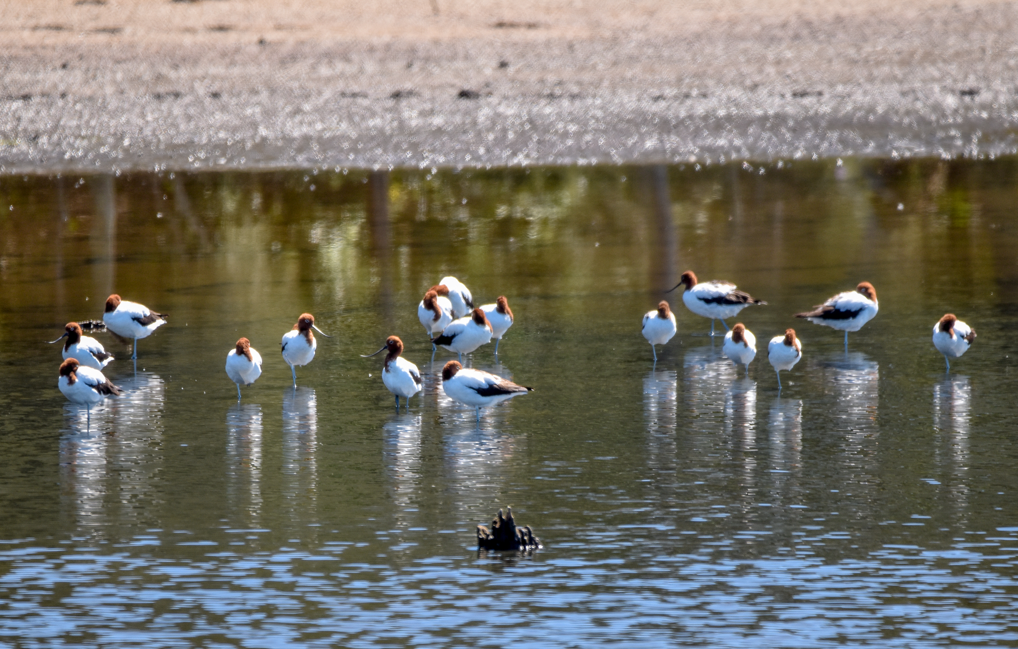 Red-necked Avocets