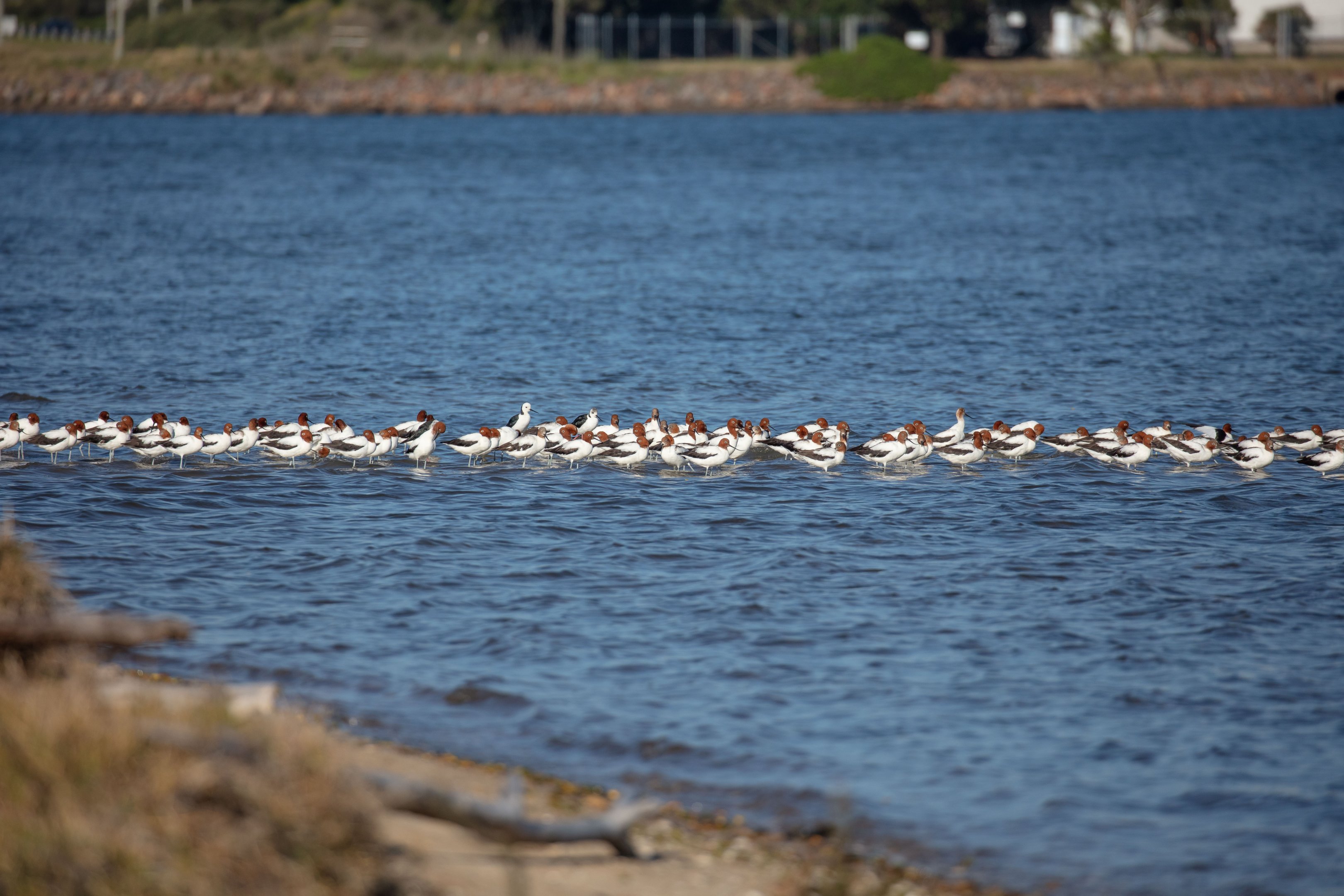 Red-necked Avocets