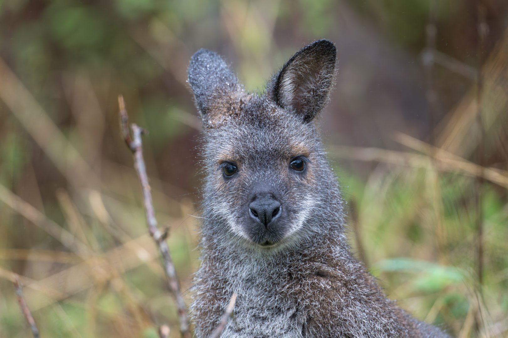 Red necked / Bennett's Wallaby, ZSL Whipsnade, UK