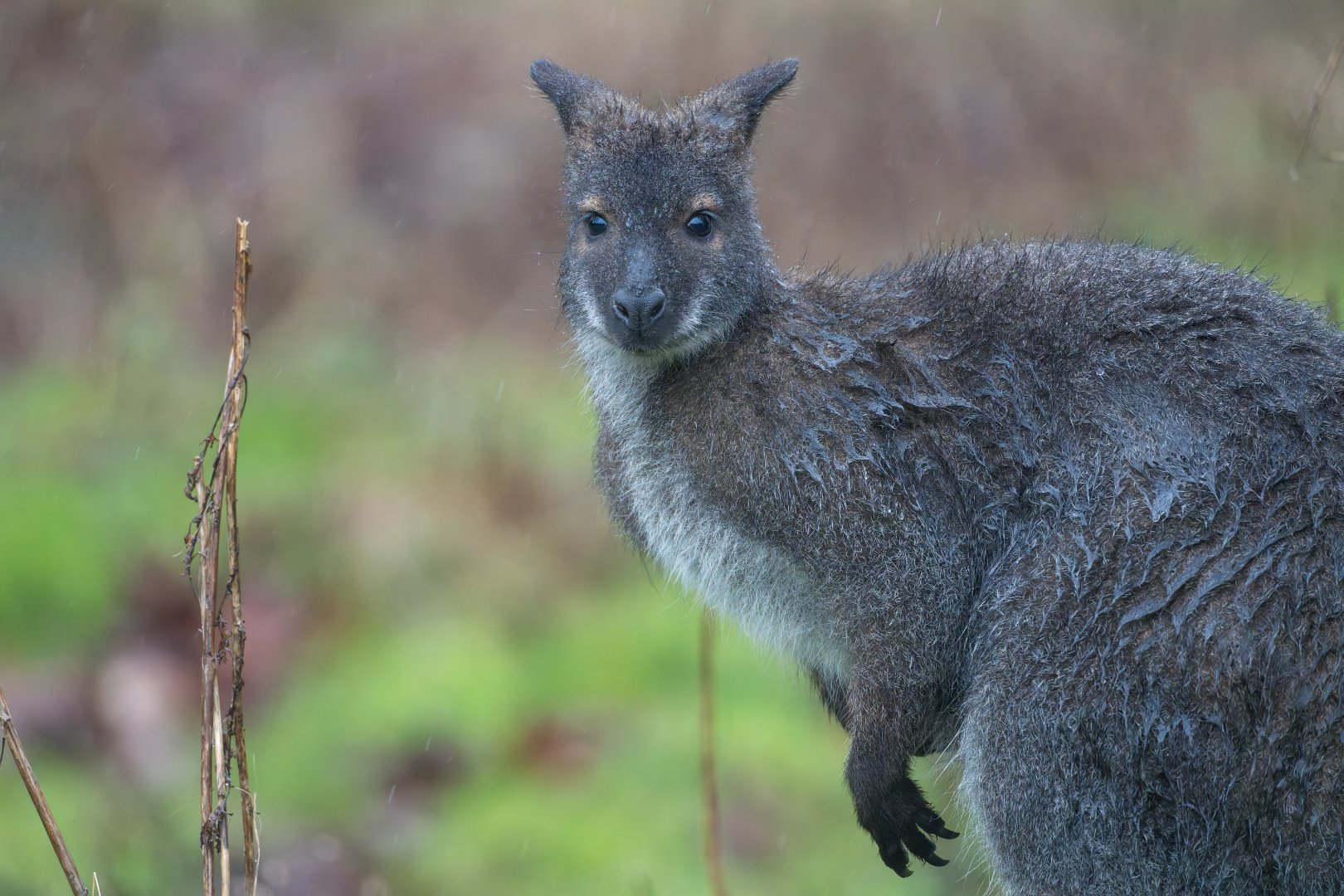 Red Necked / Bennett's Wallaby, ZSL Whipsnade, UK