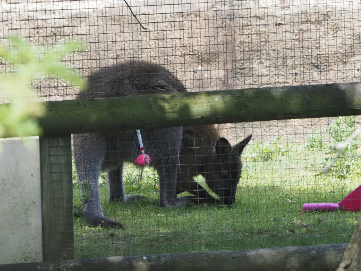 Red-Necked (Bennett's) Wallaby