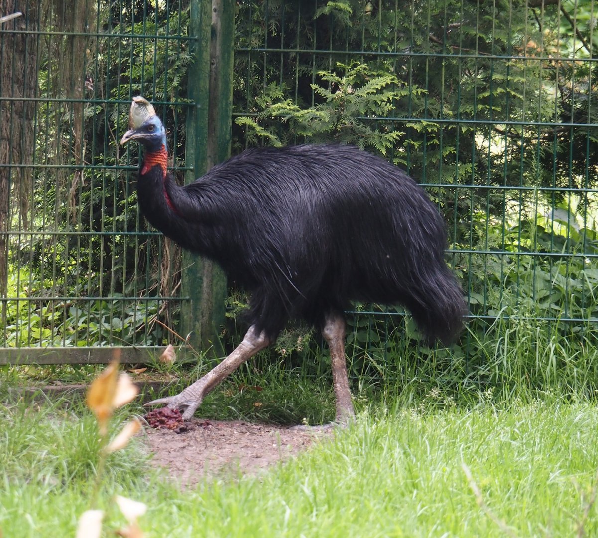 Red-necked cassowary (Casuarius unappendiculatus rufotinctus), 2024-05-21