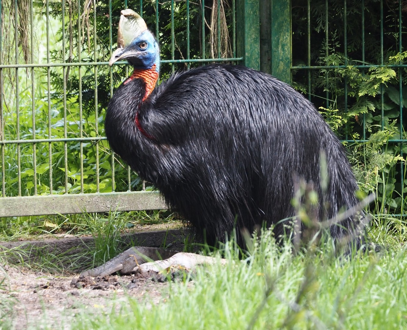 Red-necked cassowary (Casuarius unappendiculatus rufotinctus), 2024-05-24