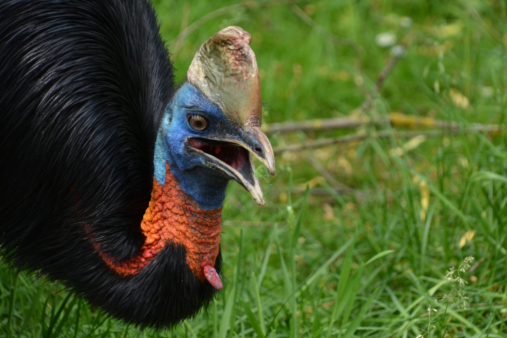 Red-necked cassowary (Casuarius unappendiculatus rufotinctus)