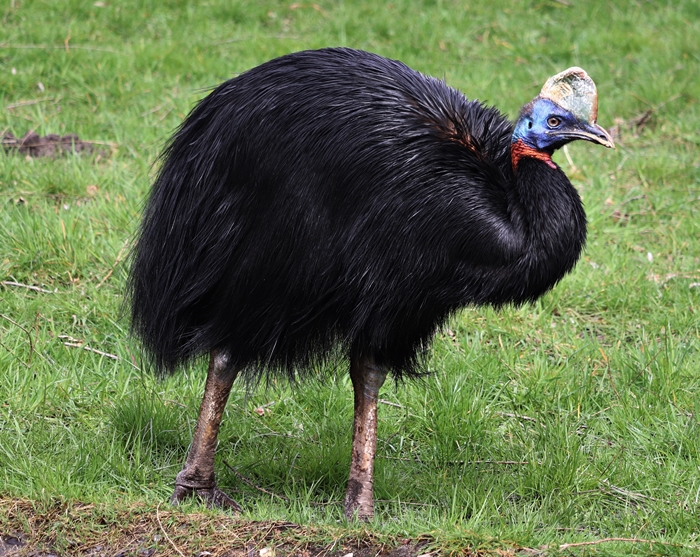 Red-necked cassowary (Casuarius unappendiculatus rufotinctus)