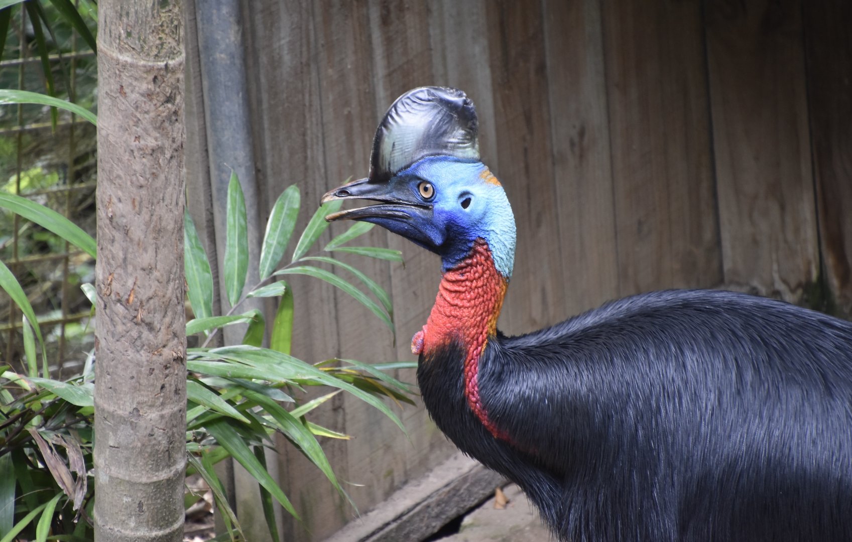 Red-Necked Cassowary (Casuarius unappendiculatus rufotinctus)
