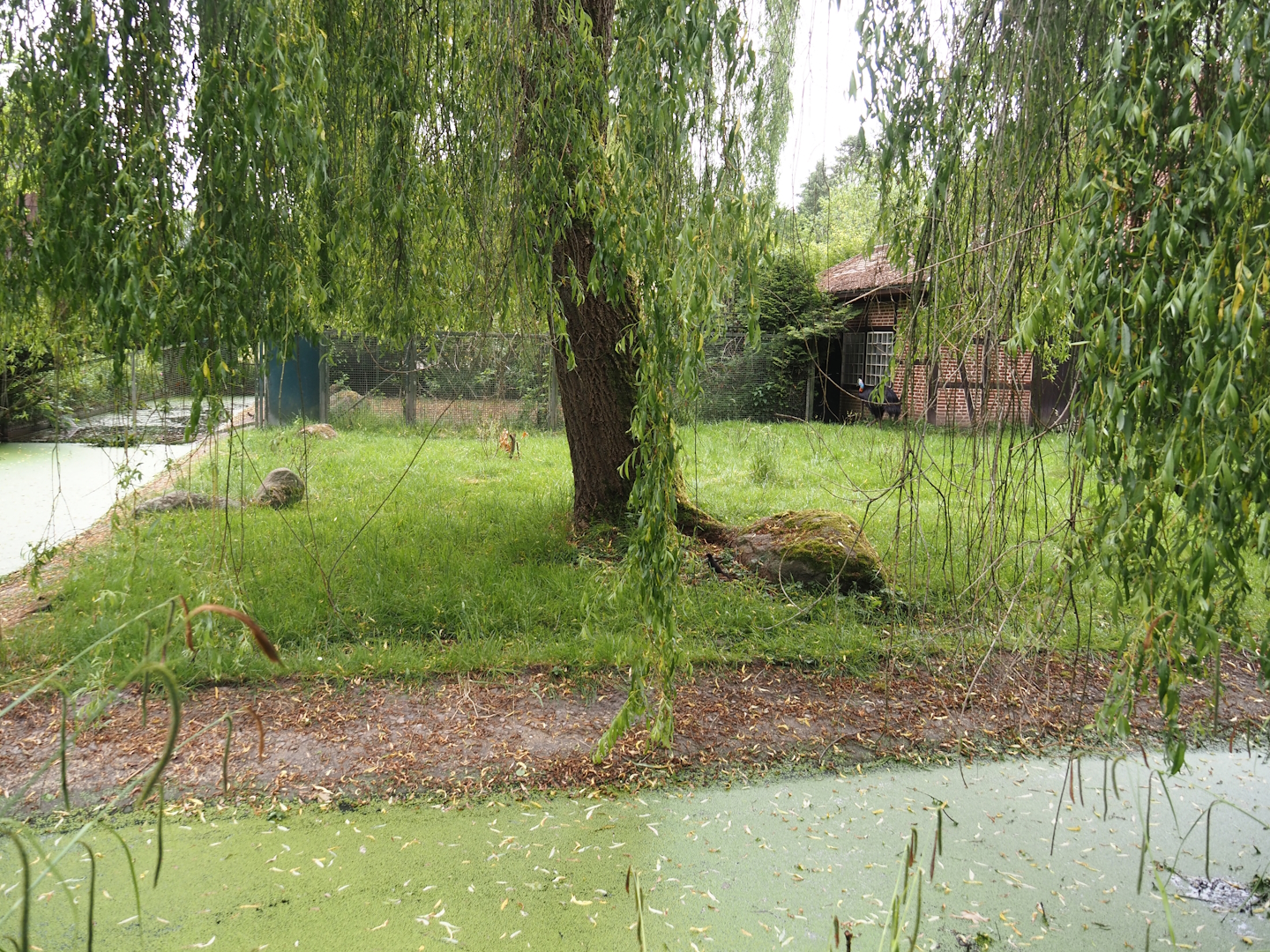 Red-necked cassowary paddock, 2024-05-21
