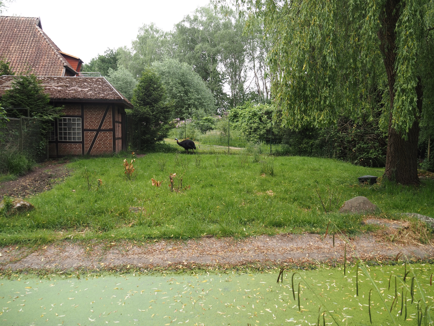 Red-necked cassowary paddock, 2024-05-21