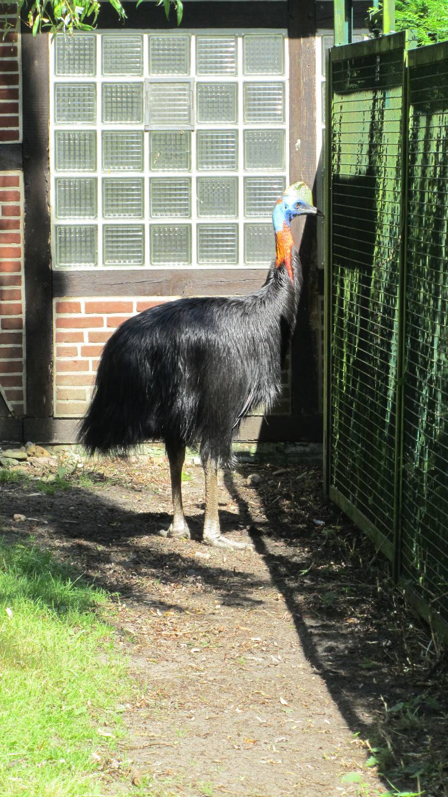 Red-necked cassowary