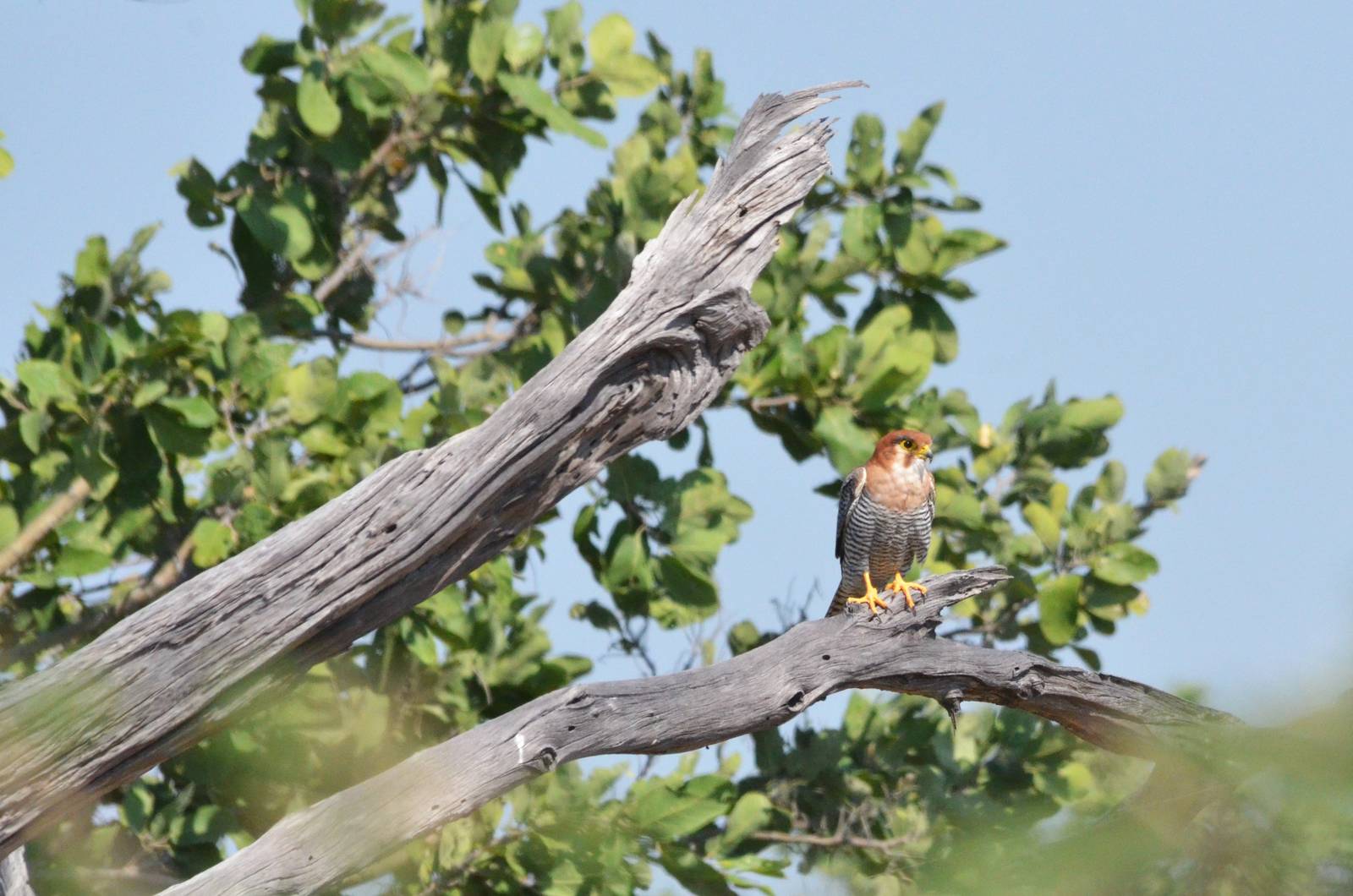 Red-necked Falcon, Moremi Game Reserve, Botswana, 27/04/16