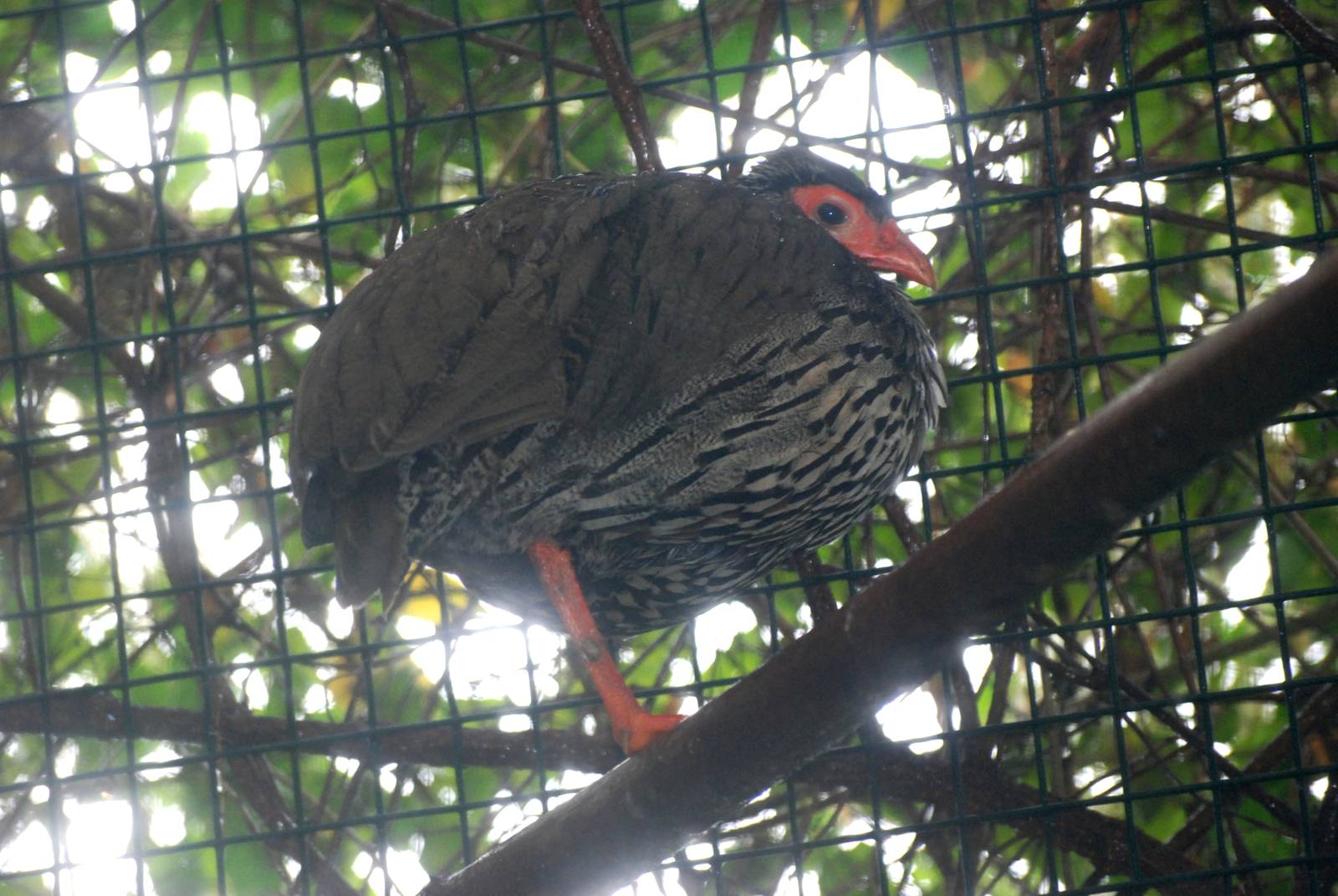 Red-necked Francolin at Pilsen, 31/08/12
