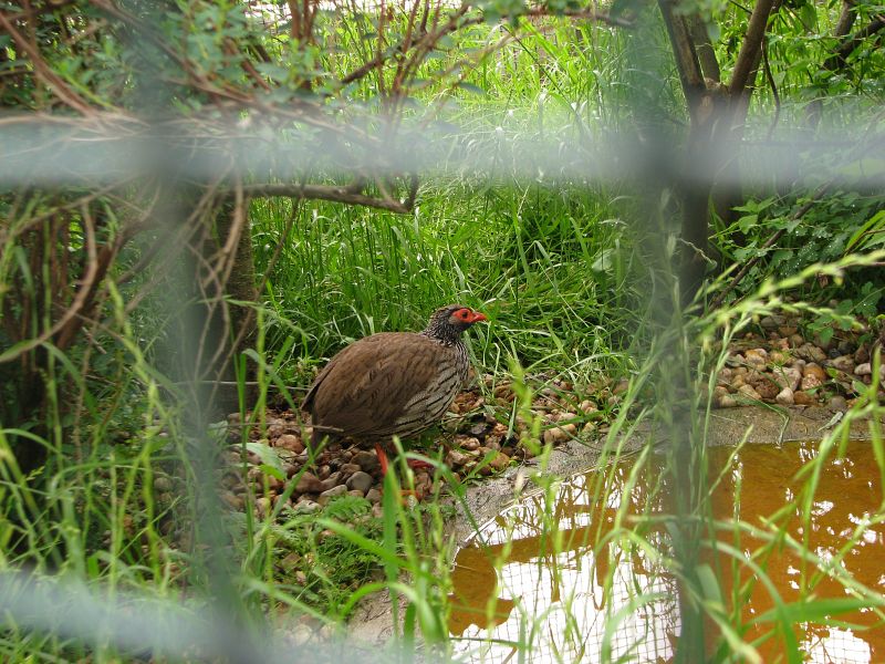 Red-necked francolin inside a mixed African aviary