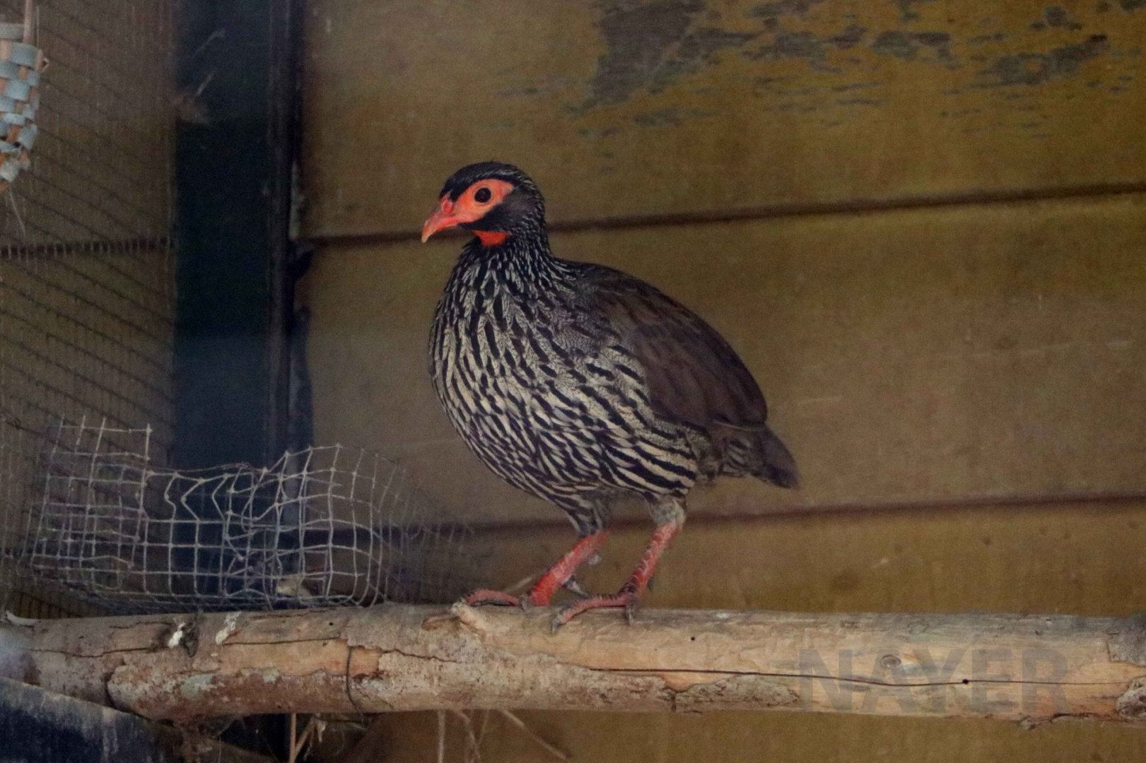 Red-necked francolin, June 2016