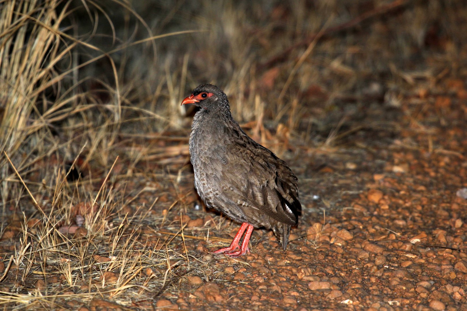 Red-necked Francolin (Pternistis afer)