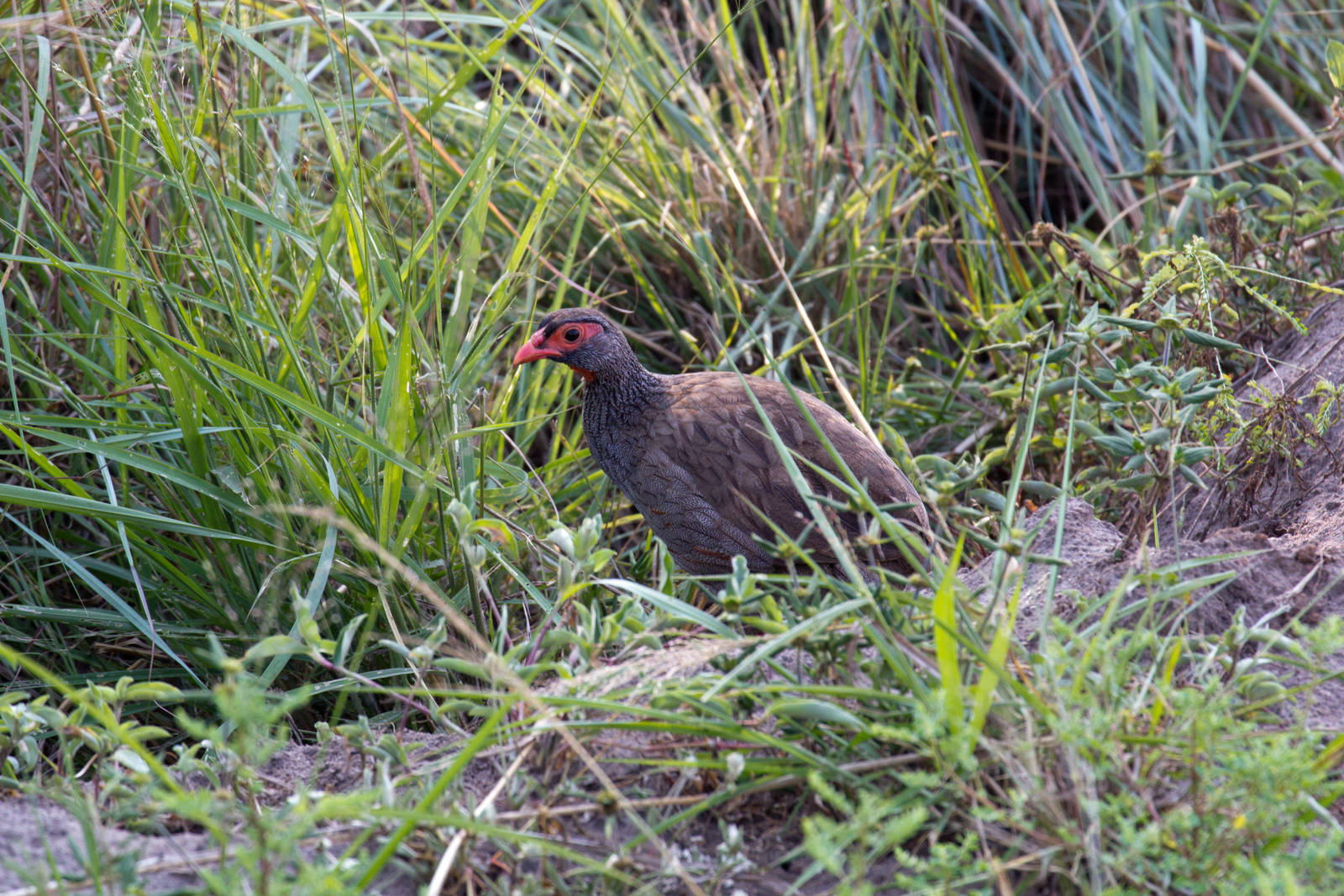 Red-necked Francolin