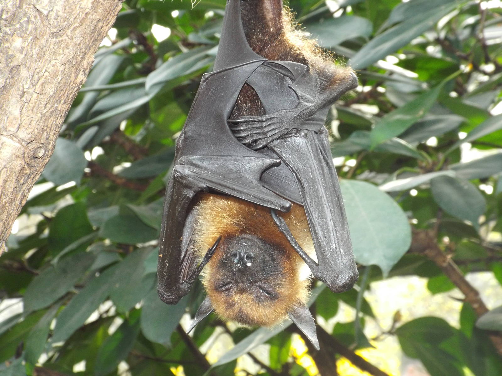 Red-necked Fruitbat (Pteropus vampyrus) at Wilhelma - April 10th 2015