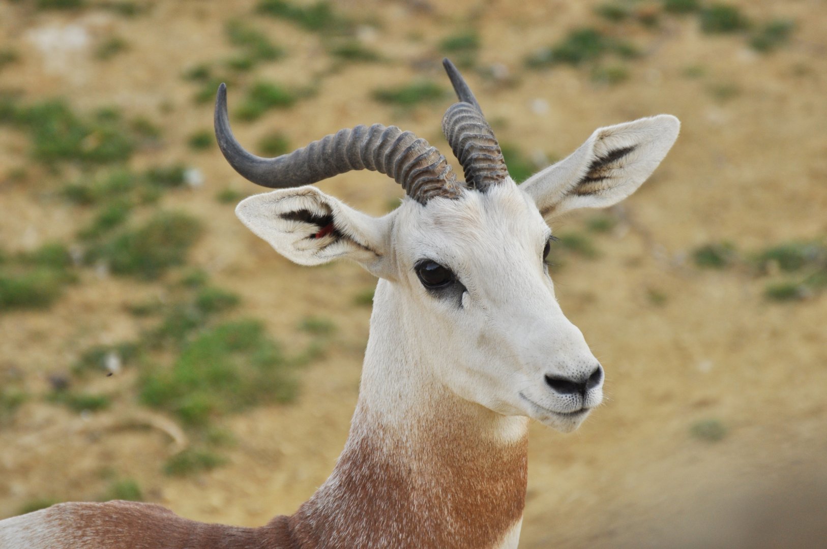 Red-necked gazelle (Nanger dama ruficollis)