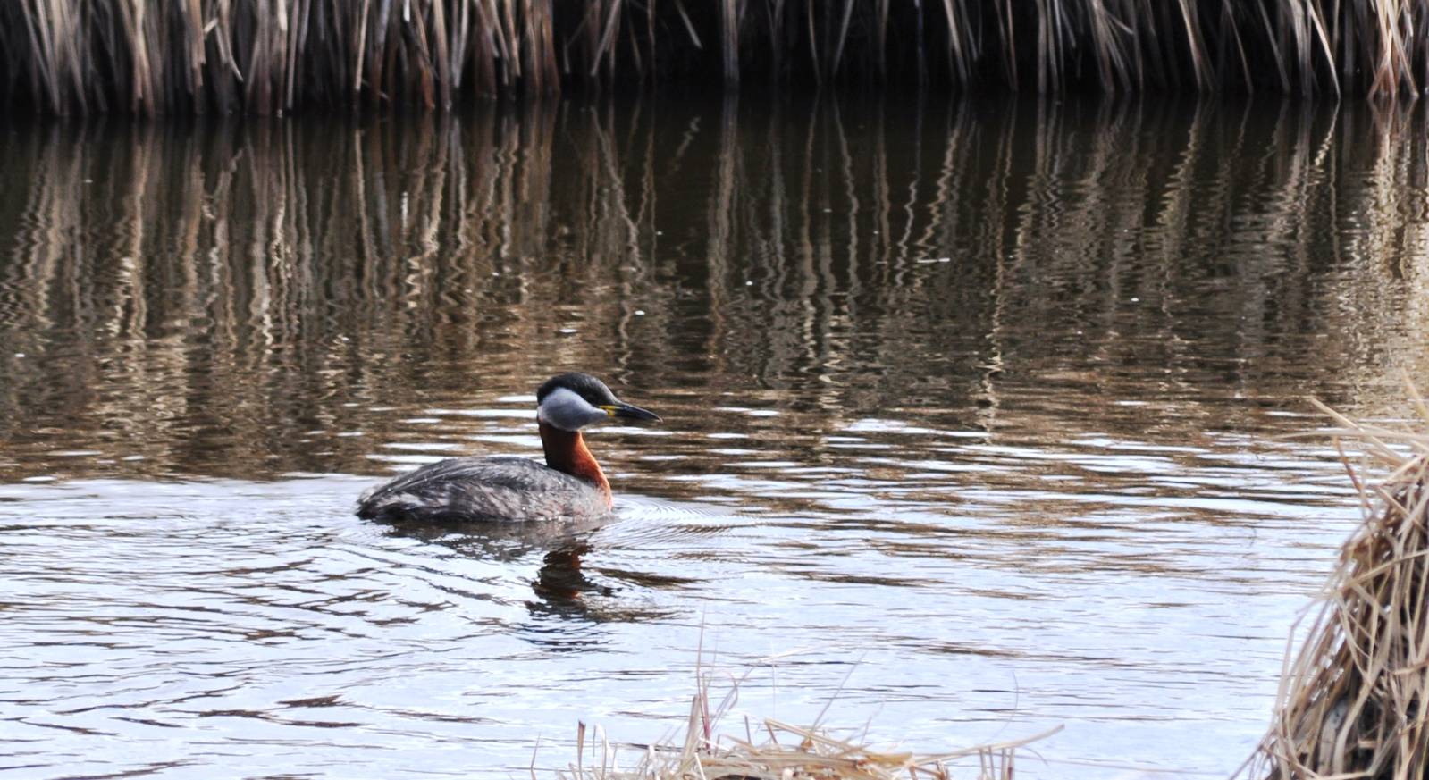 Red-necked Grebe - Alaska (Potter Marsh)