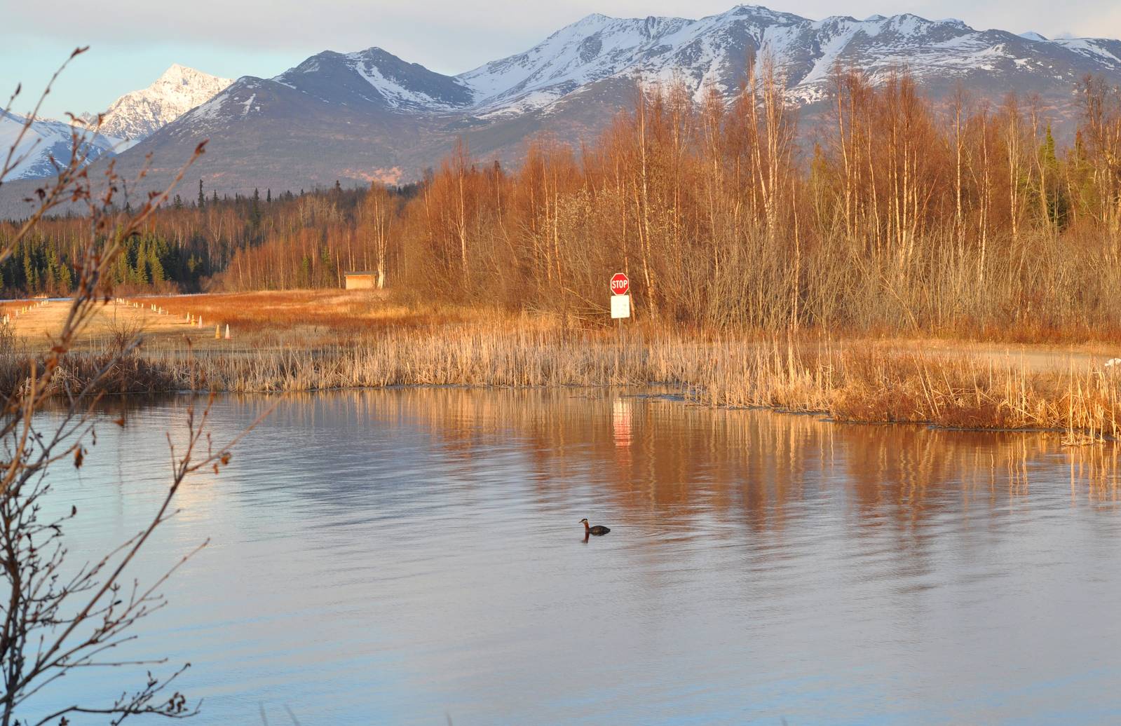 Red-necked Grebe - Alaska