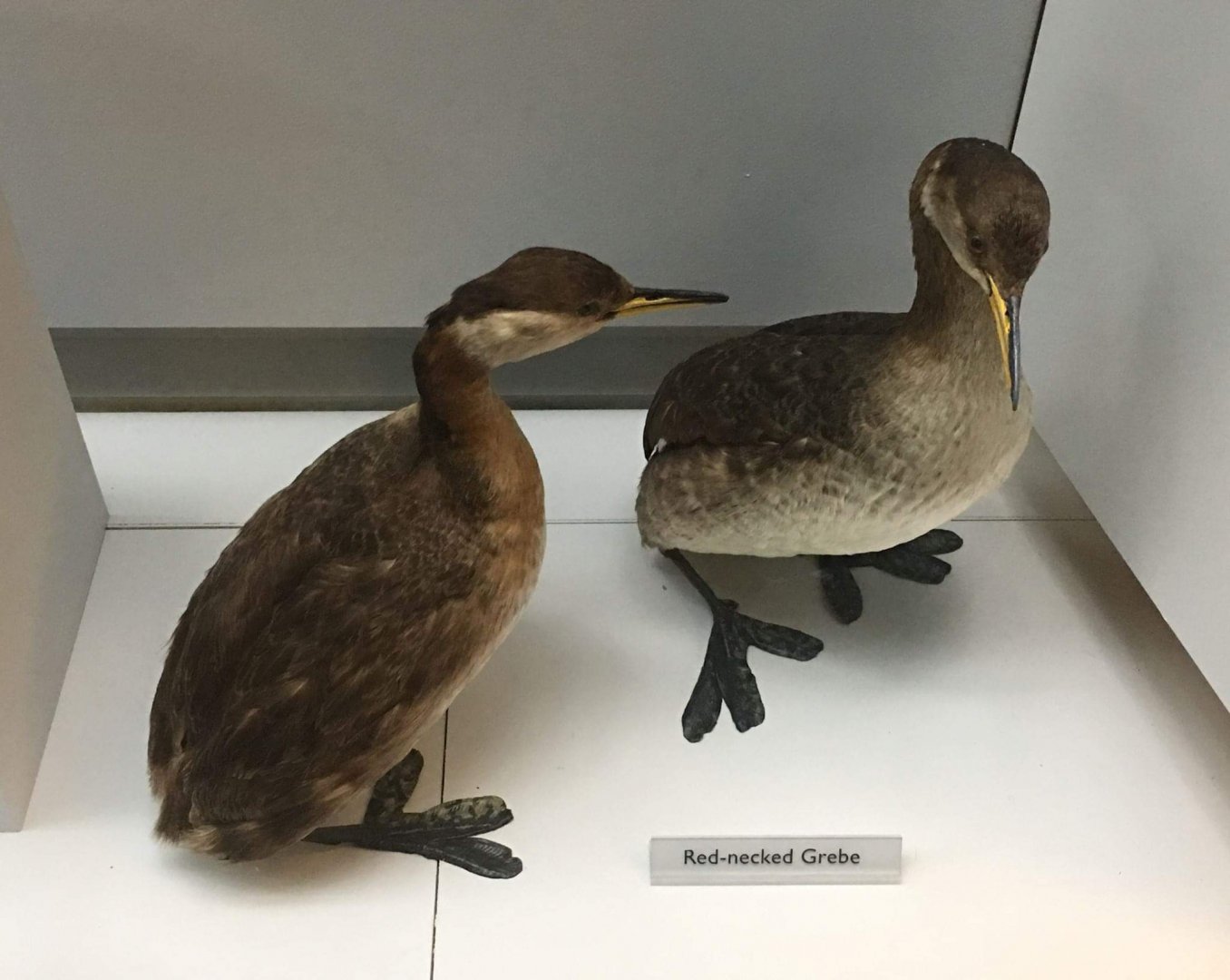 Red necked grebe (Podiceps grisegena)
