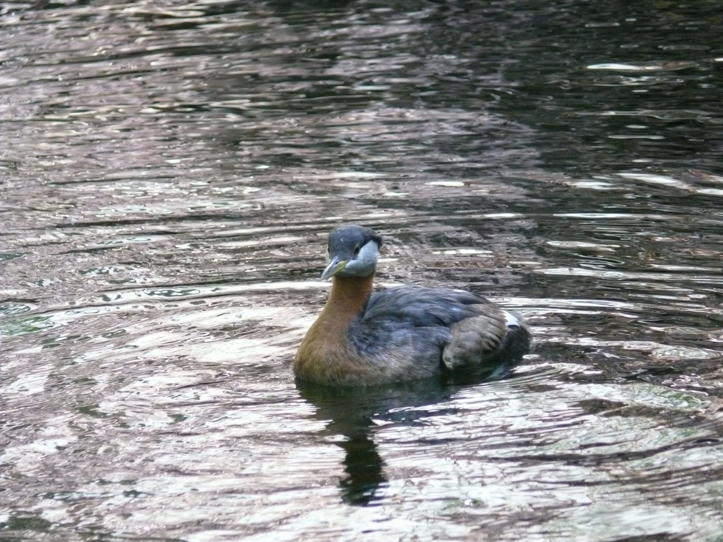 Red-necked grebe - reopening 31-08-2020