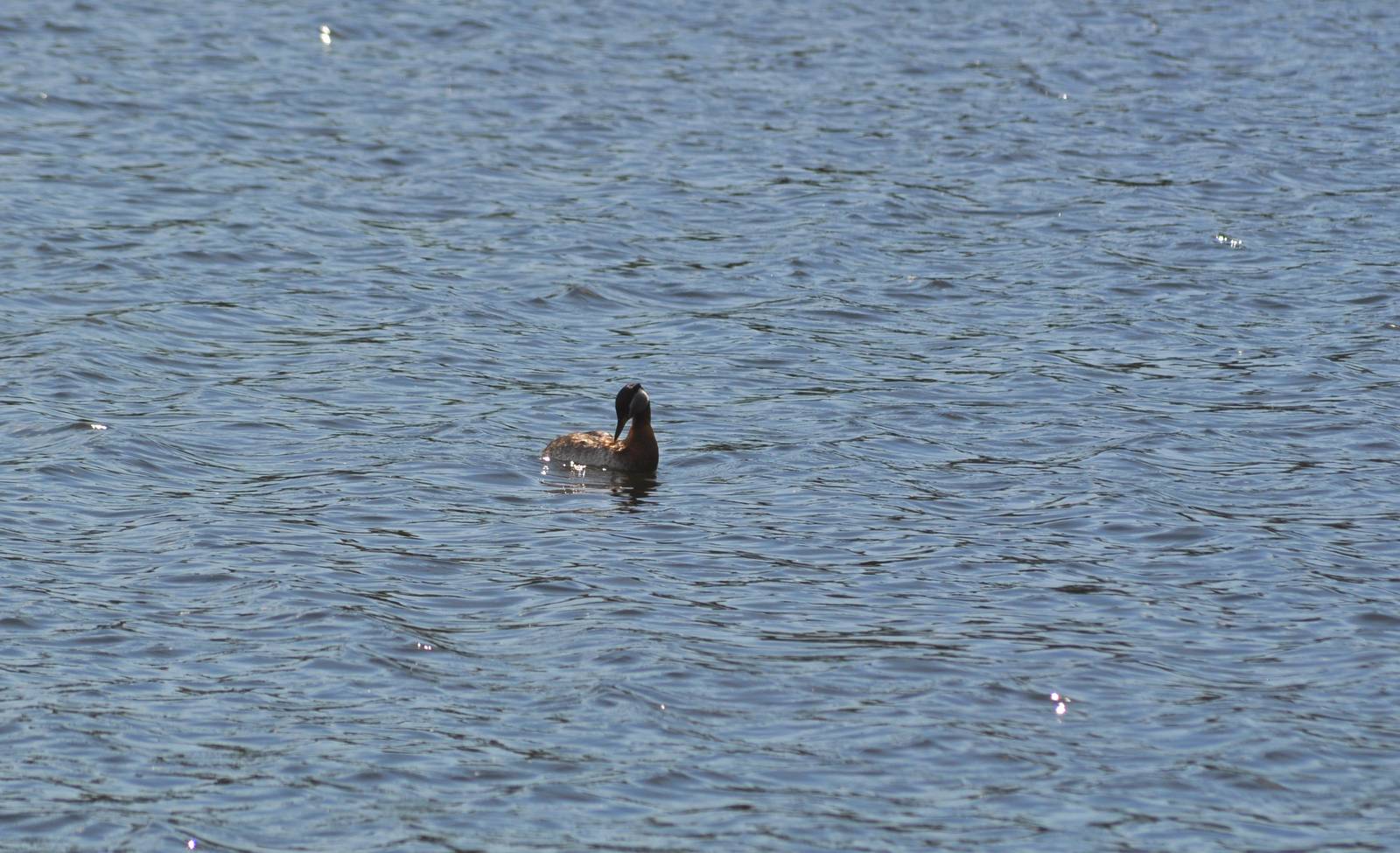 Red-necked Grebe
