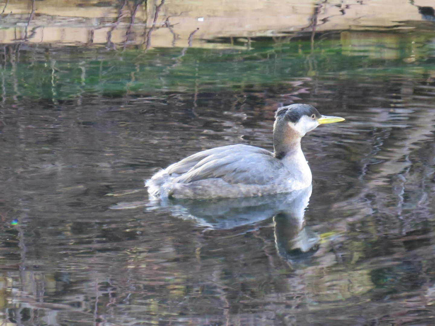 Red-necked grebe