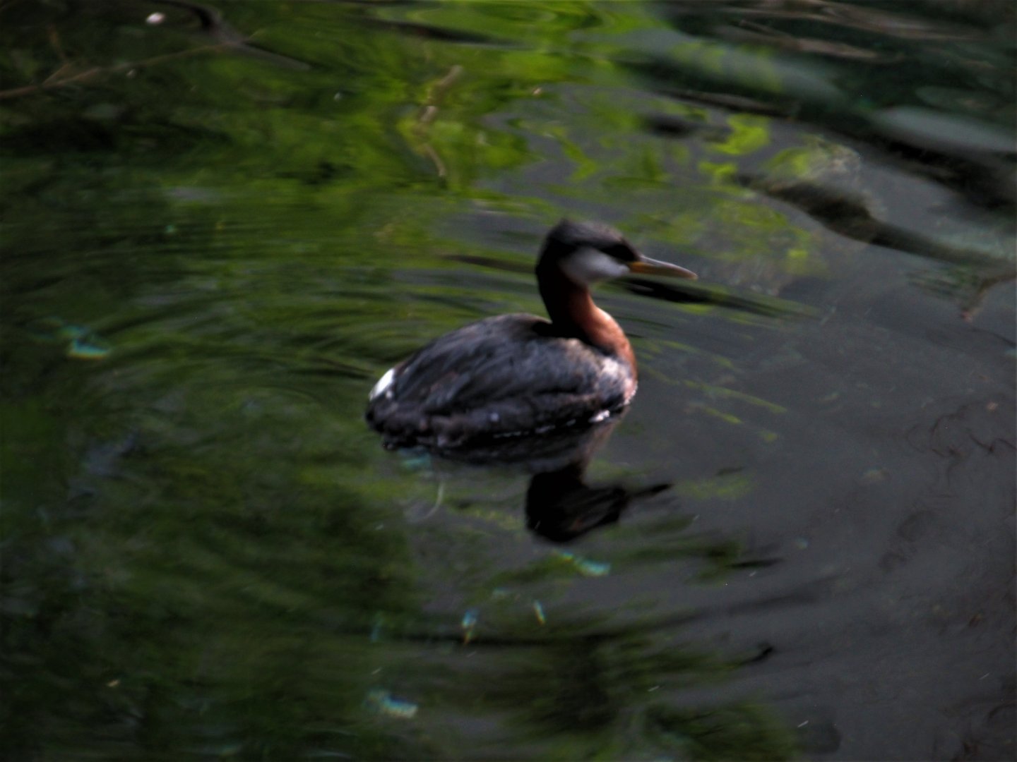 Red necked grebe