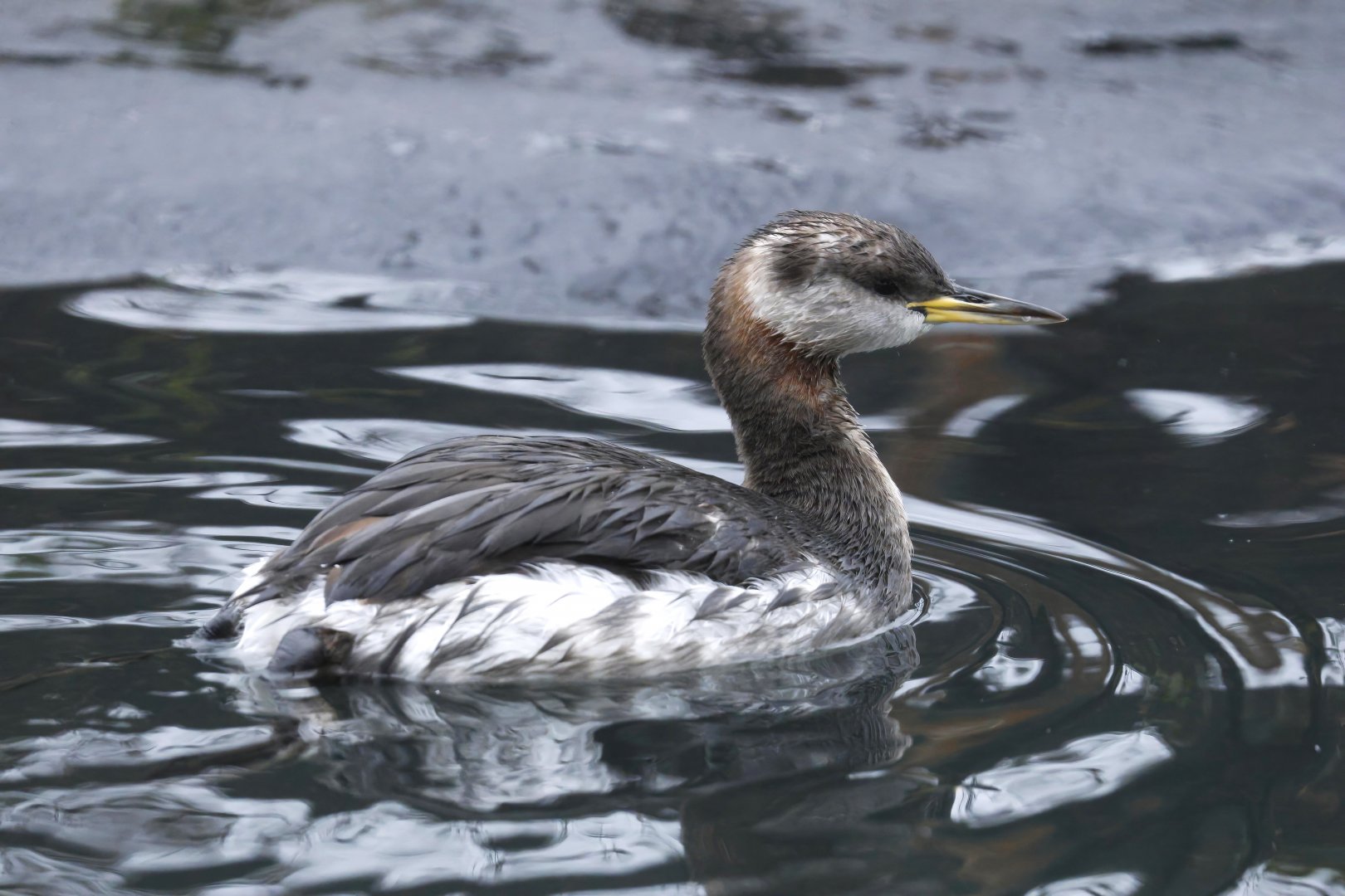 Red-necked grebe
