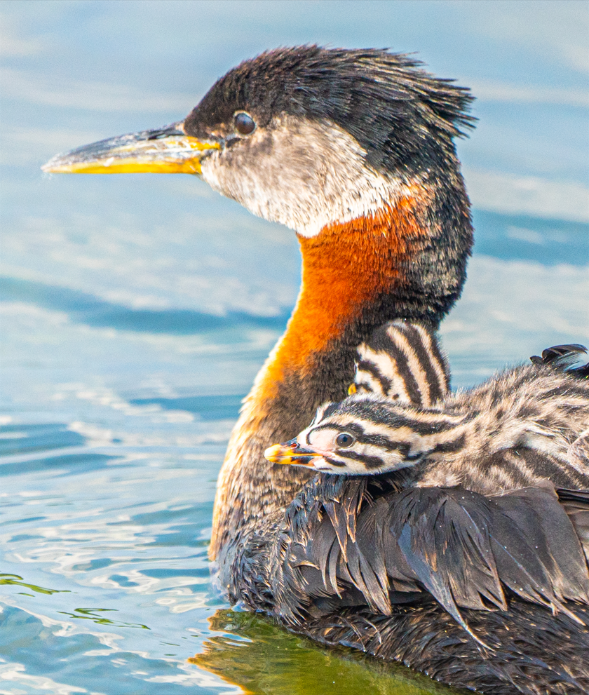 Red-necked Grebes