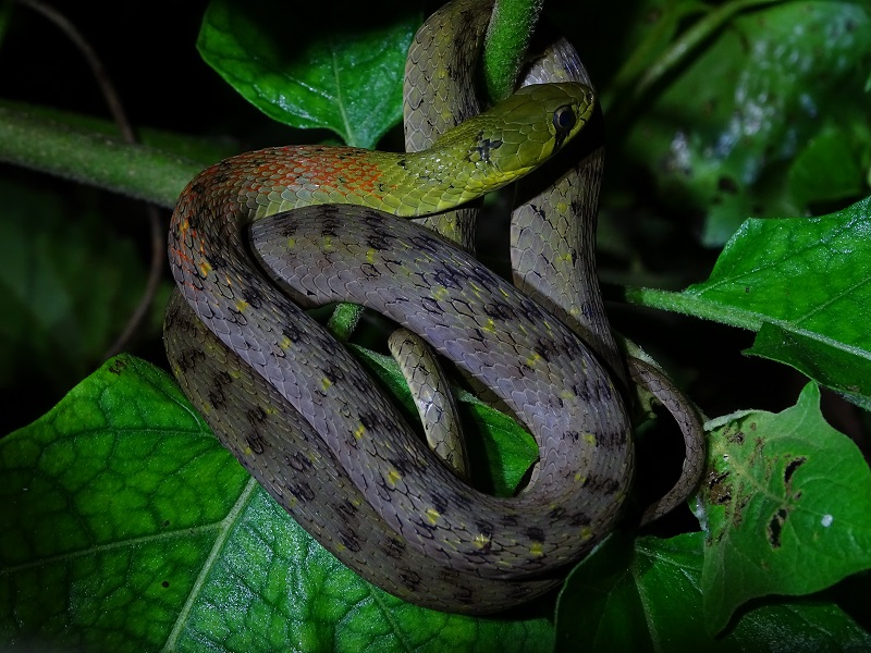 Red-necked keelback (Rhabdophis subminiatus)