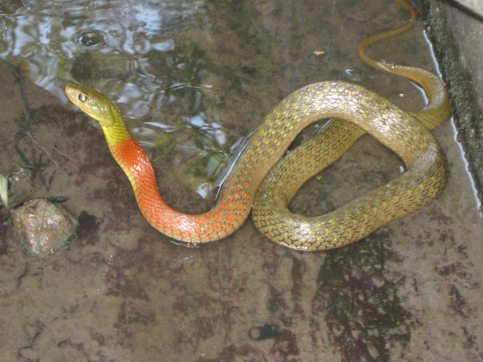 red-necked keelback (Rhabophis subminiatus)