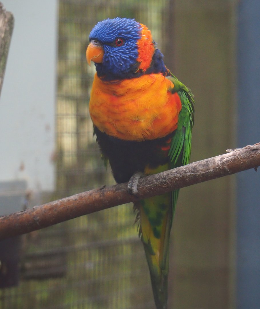 Red-necked lorikeet (Trichoglossus rubritorquis), 2019-05-25