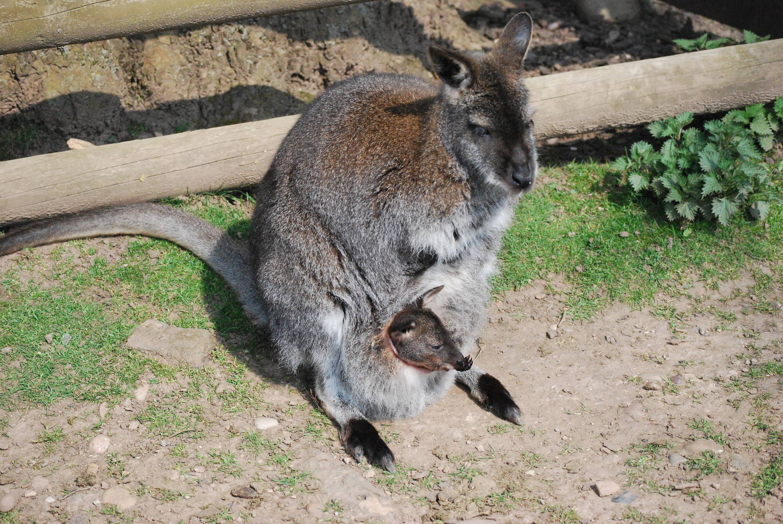 RED NECKED OR BENNETTS WALLABY WITH YOUNG