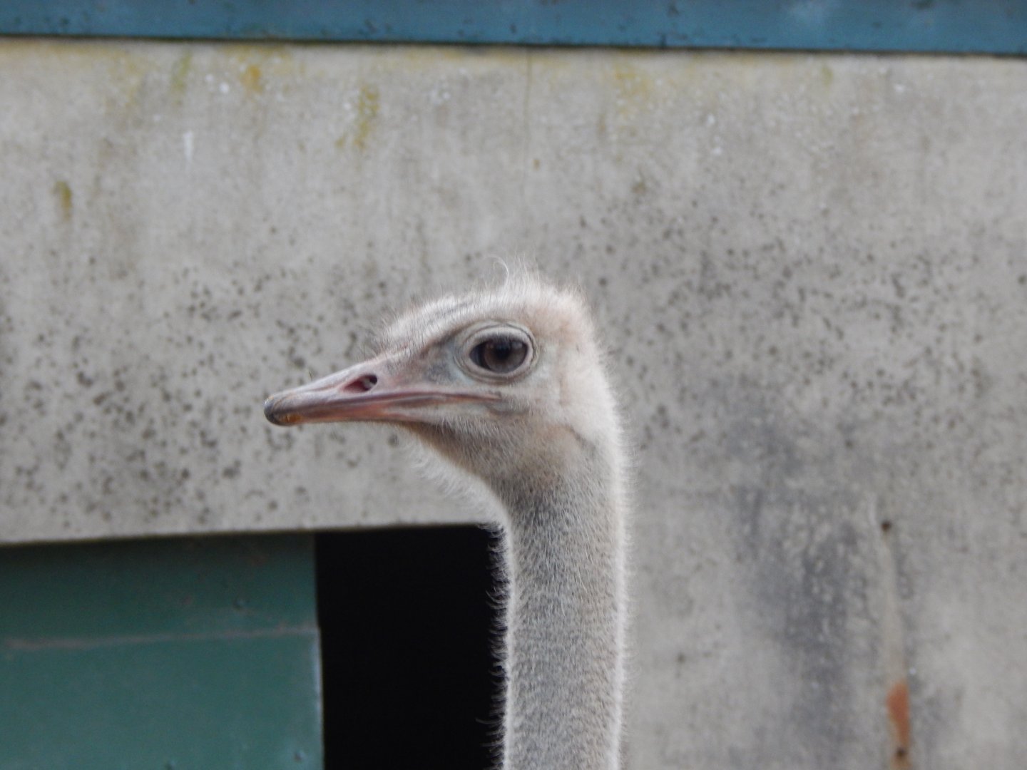 Red-necked ostrich 111224