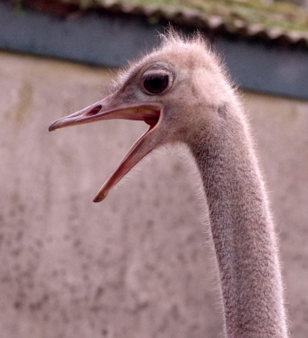 Red-necked ostrich 111224