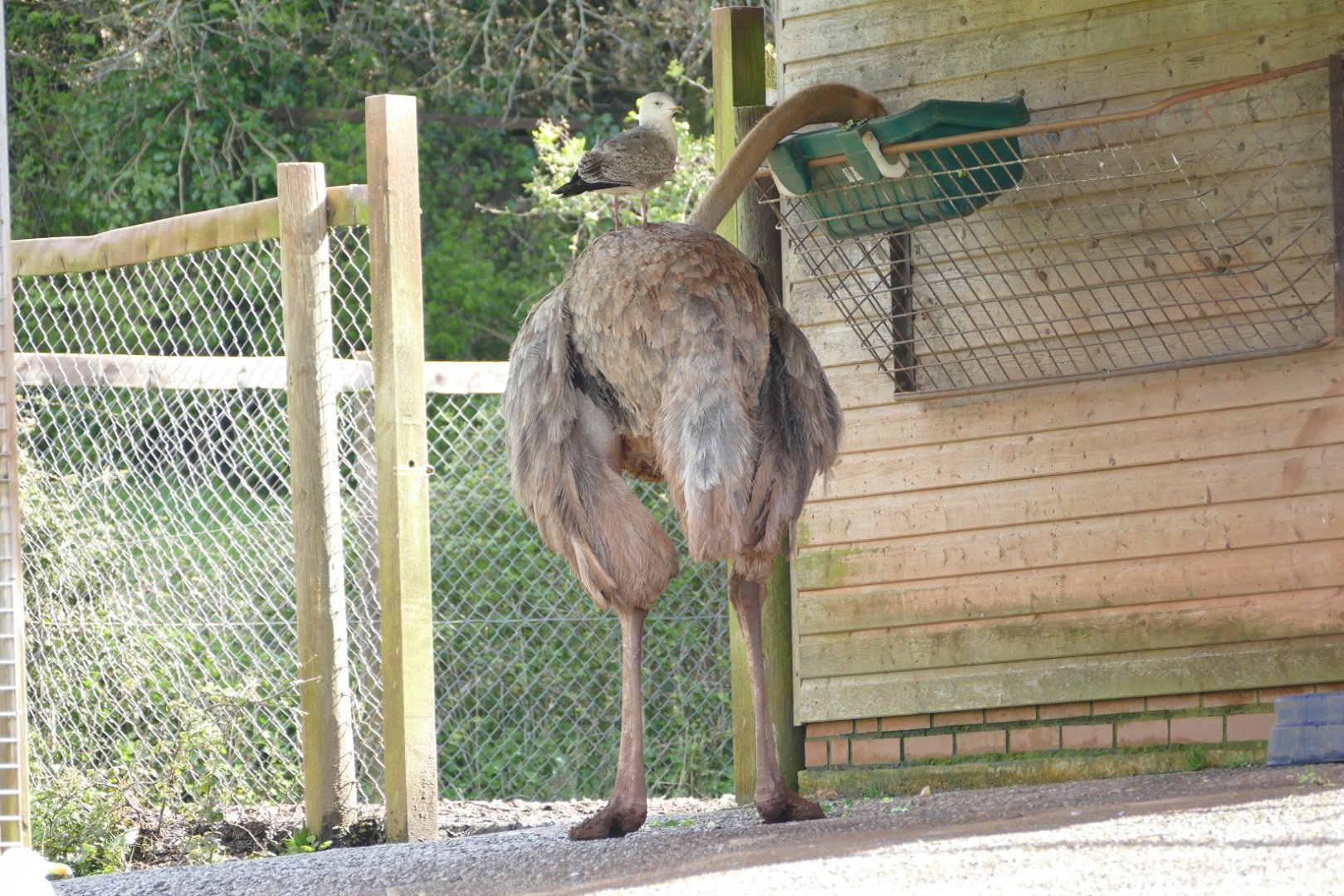 Red-necked ostrich and Herring gull, April 2019