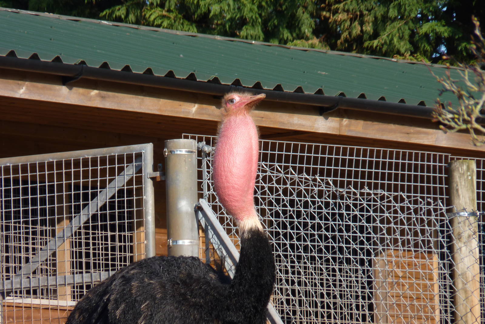 Red Necked Ostrich booming, 9 March 2014