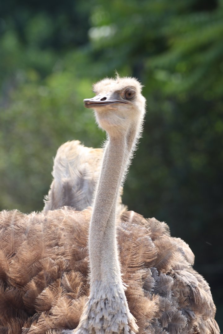 Red-necked Ostrich, female