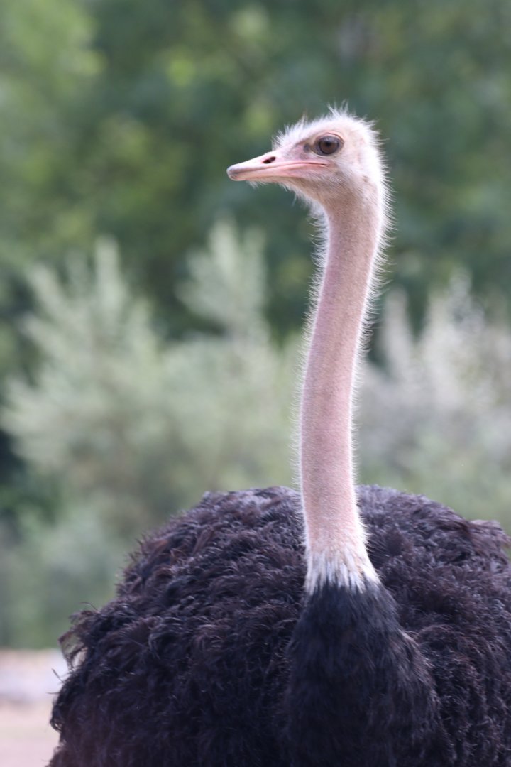 Red-necked Ostrich, male