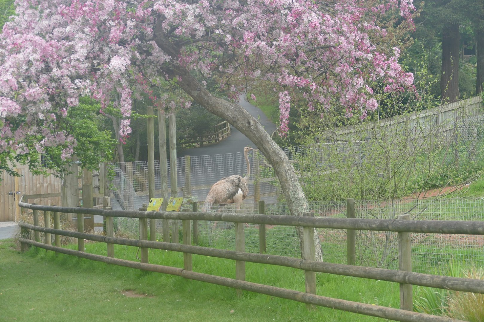 Red-necked ostrich, May 2019