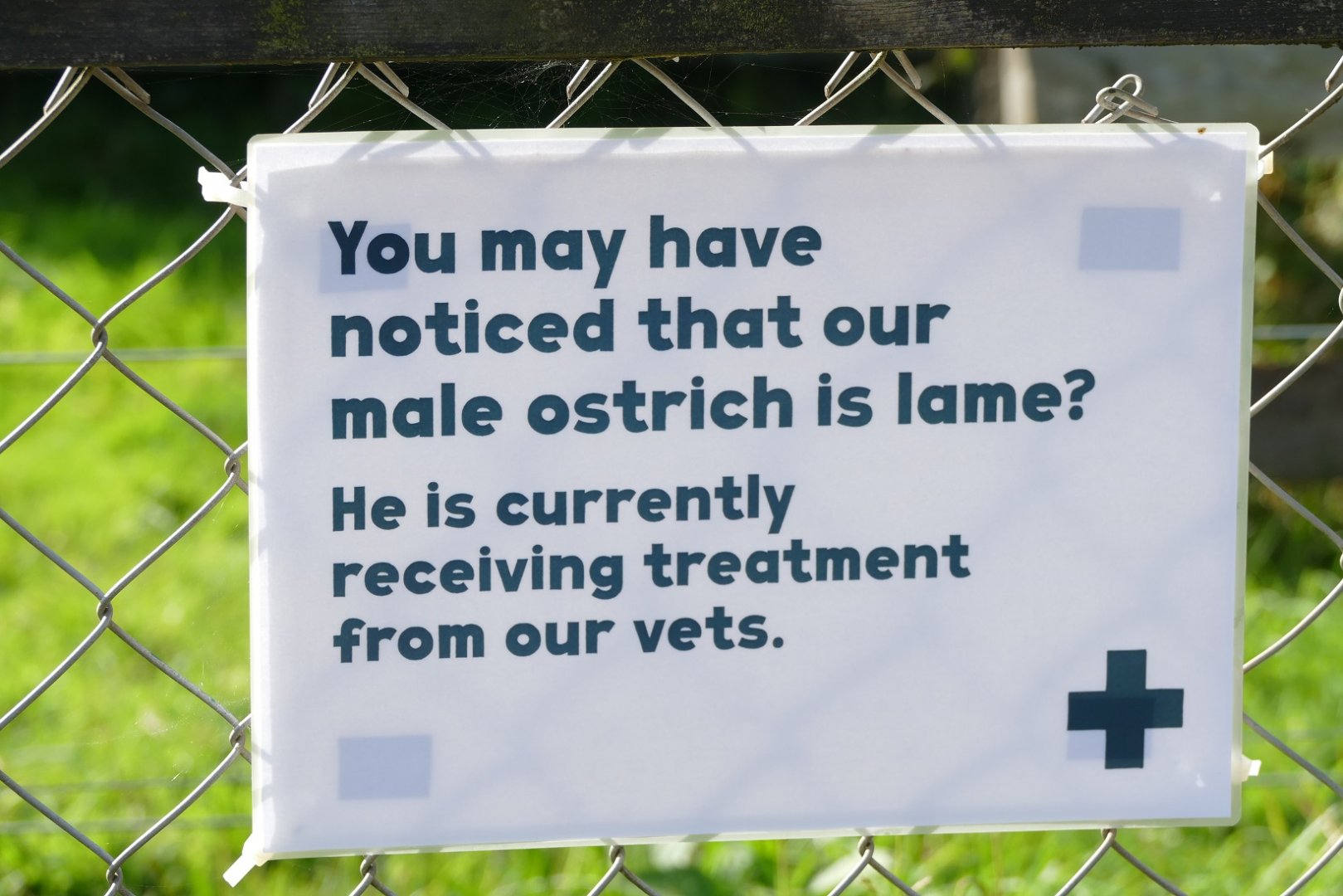 Red-necked ostrich news, September 2020