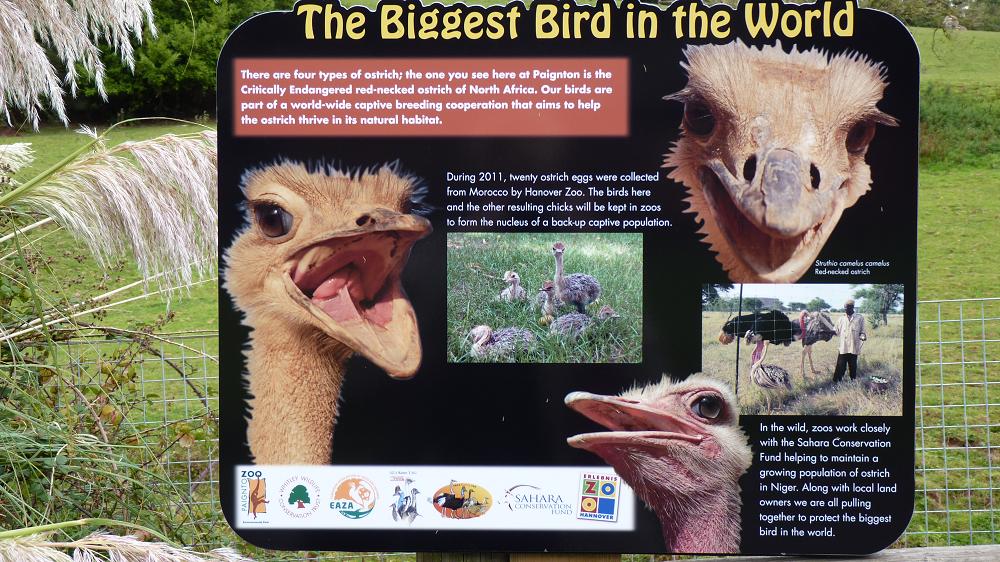 Red-Necked Ostrich sign
