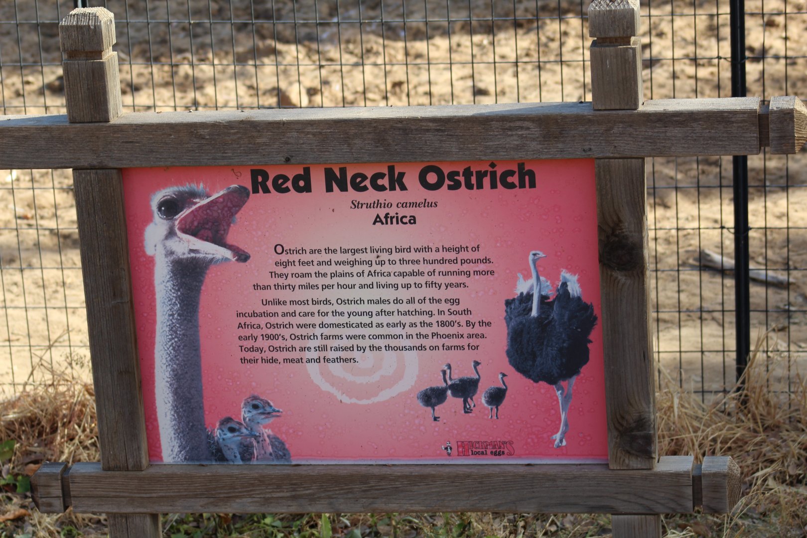 "Red-Necked" Ostrich Signage