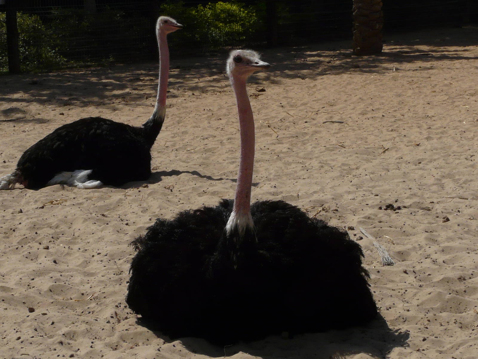 Red-necked ostrich/ Struthio camelus camelus