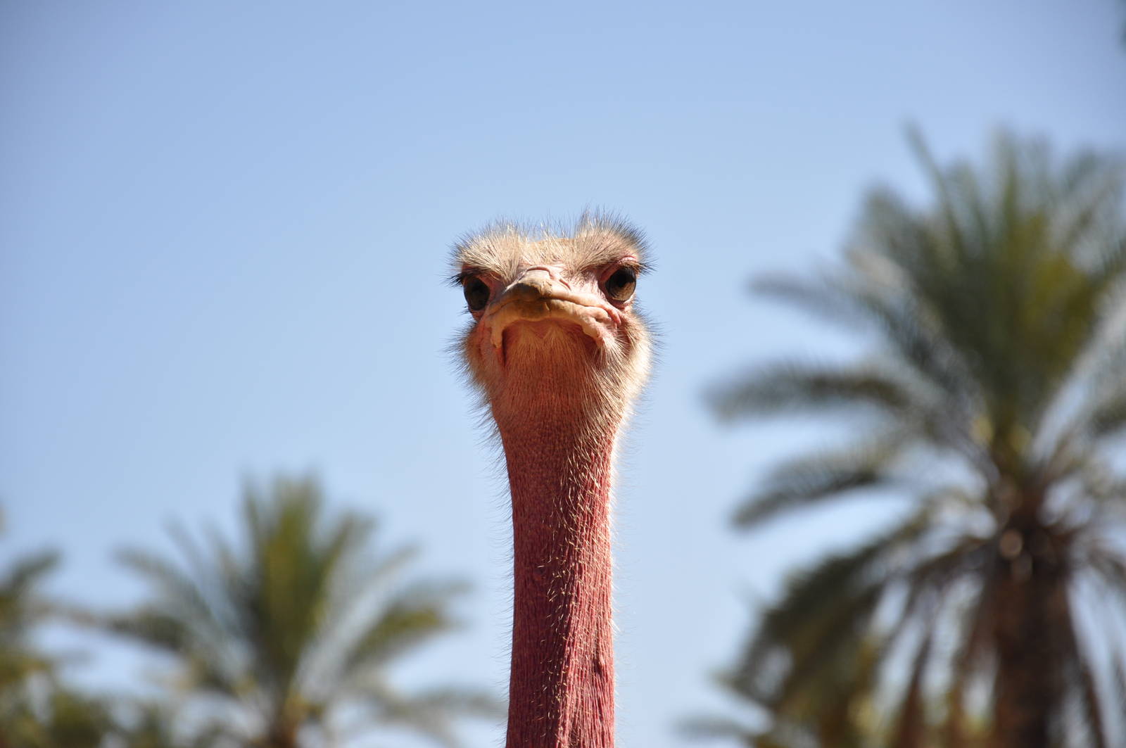 Red-necked ostrich/ Struthio camelus camelus